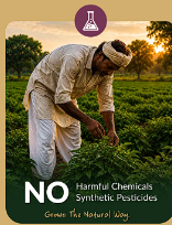 NO Harmful Chemicals Synthetic Pesticides - Grown The Natural Way.